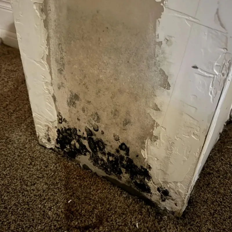 Professional Mold Removal in Monmouth, IL